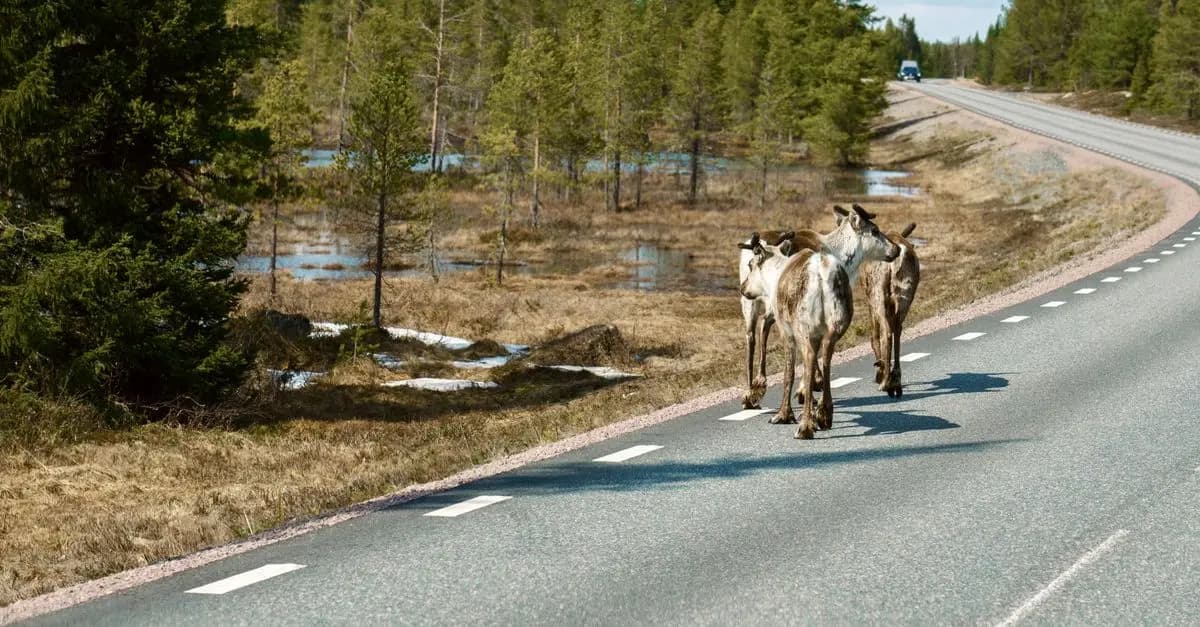 Itinéraires en voiture pour observer la faune